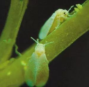 农作物害虫大全及防治,蔬菜害虫图片大全集