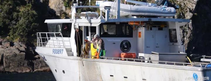 新西兰红色岩龙虾,新西兰岩龙虾介绍