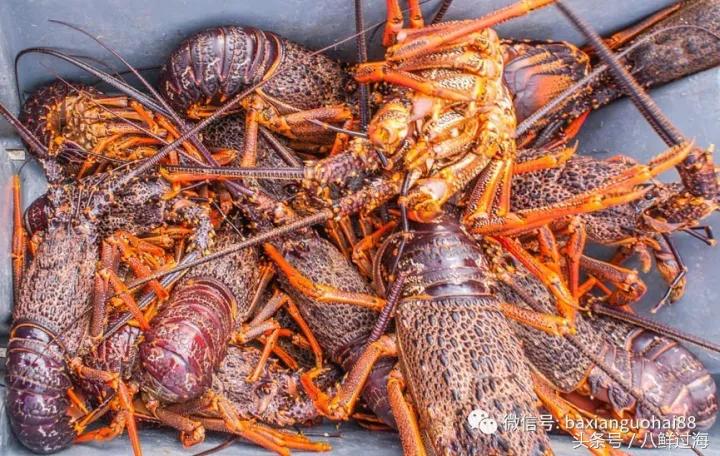 新西兰红色岩龙虾,新西兰岩龙虾介绍