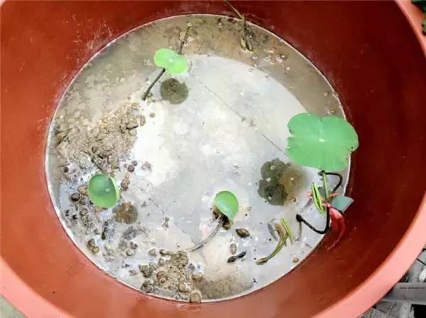 为了种花，老婆把老家的水缸偷来了，骗老妈说腌咸菜！