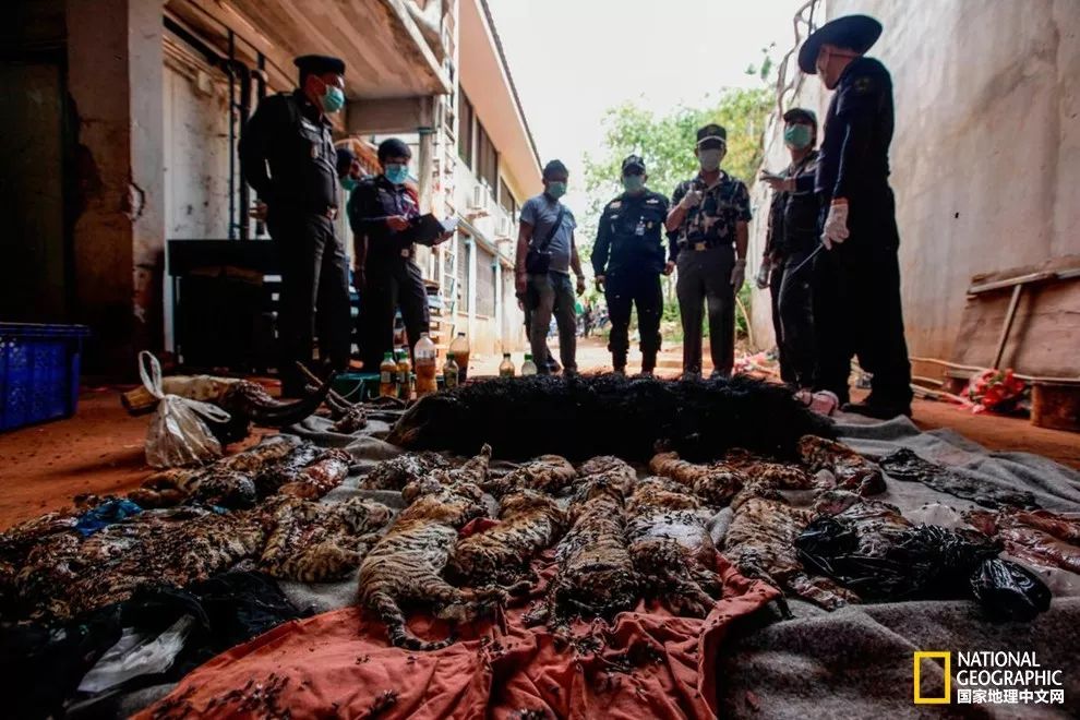 濒临灭绝的野生动物表演,动物表演的背后有多残忍