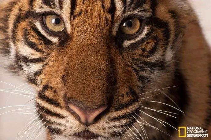 国家地理的真相,国家地理讲虎的纪录片