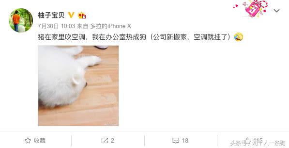 公司空调坏了主人挥汗如雨工作,萨摩耶却在家吹冷气,太舒服了