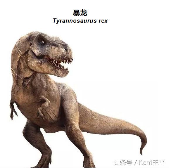 霸王龙的天敌食肉恐龙,巨型食肉牛龙对战霸王龙