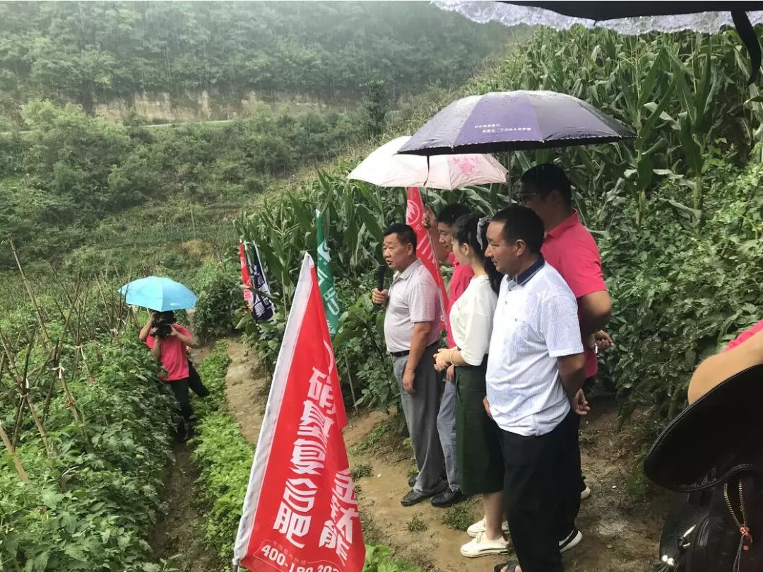 三宁与新洋丰,三宁玉米肥