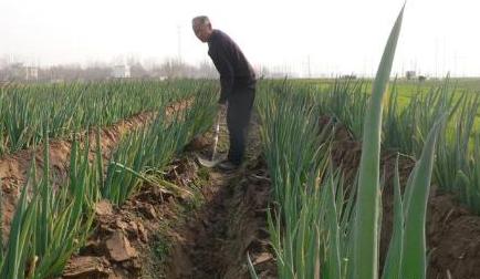 大葱灰霉病症状,大葱干尖黄叶是灰霉病么