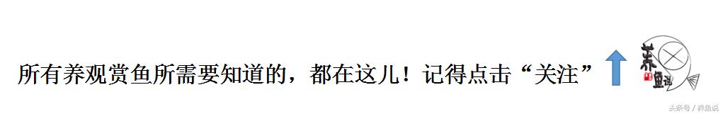 如何养金鱼才会养得好,金鱼怎么养最简单方法