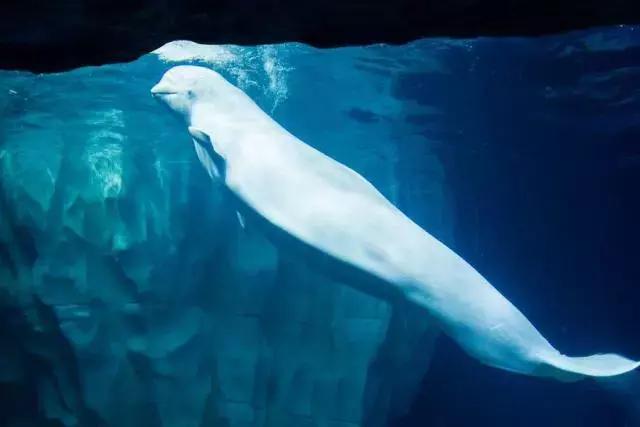 暑期陪娃游长隆海洋王国,这个暑假去珠海海洋王国多人吗