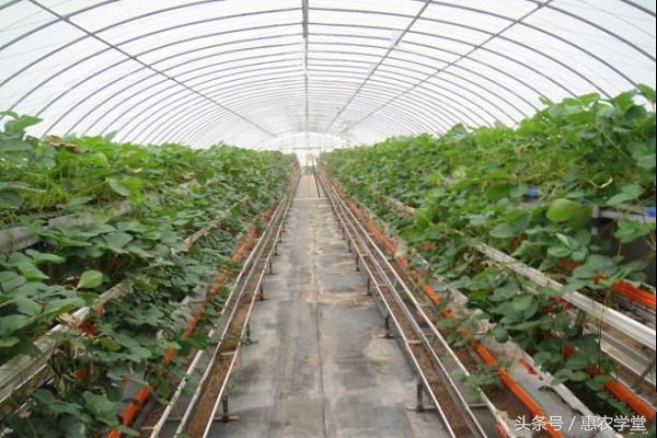 八月份怎样种植草莓,八月份草莓病虫害防治