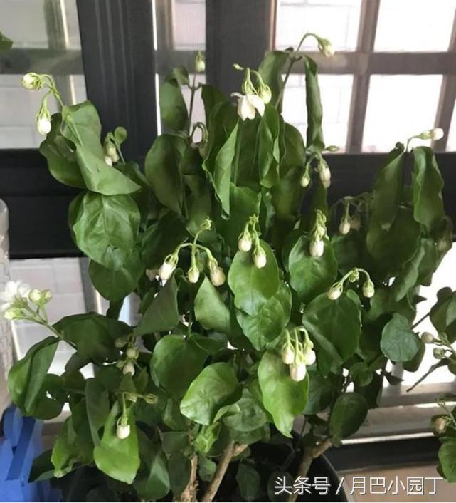 新到的茉莉苗叶子发蔫是怎么回事,茉莉叶子发蔫需要立即浇水吗