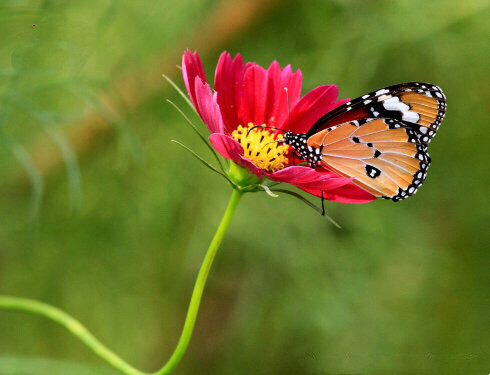 都认识“它”吧？我们老家管它叫“扫帚梅”你们那叫什么？