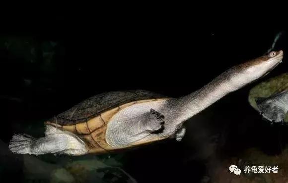 难养的龟,龟难养吗
