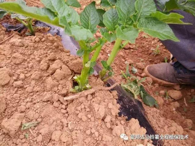 马铃薯苗期预防哪些病虫害,马铃薯生长期怎么防病