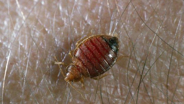 世界上的吸血虫子有几种,昆虫界的常见吸血鬼