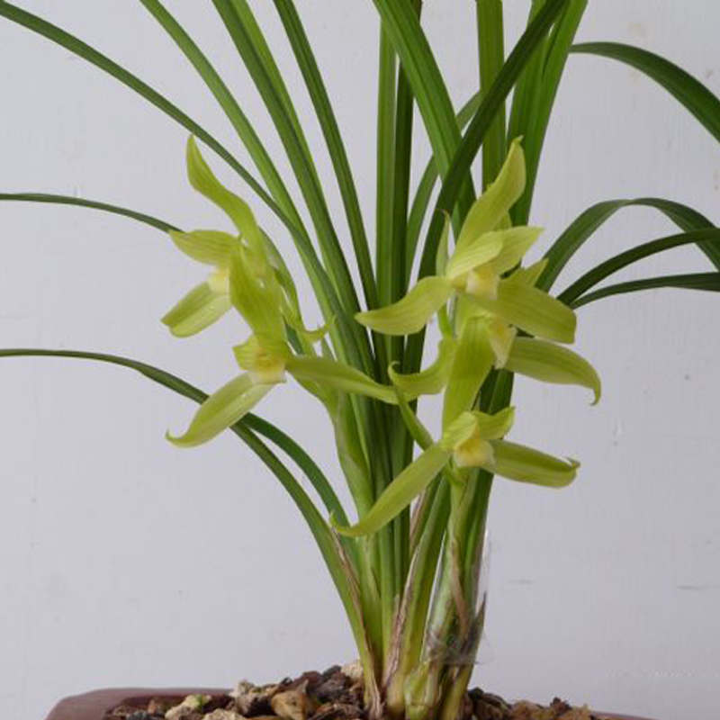 各个品种兰花怎么养才能旺盛,各个品种兰花怎么养护