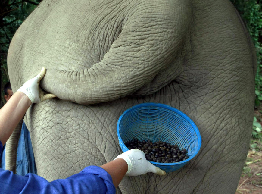 象屎咖啡价格昂贵,正宗的猫屎咖啡多少一杯