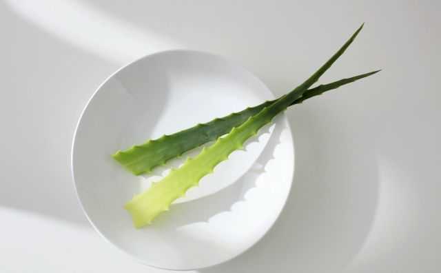 芦荟叶子黄怎么办,芦荟叶子坏了怎么处理