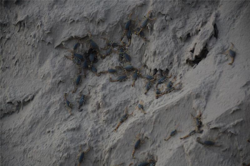 刘梁峁村荒山里“刨金”小蝎子养成大产业