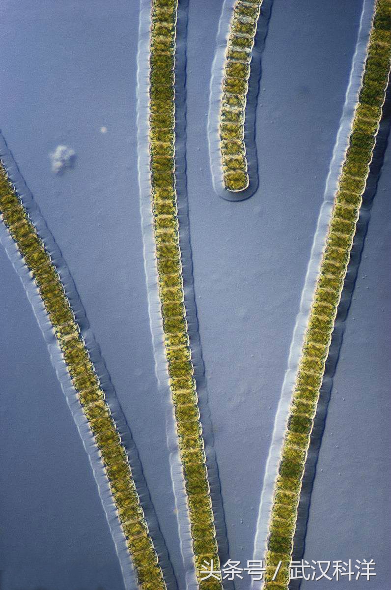 海边常见藻类植物图片,藻类植物常见的有什么