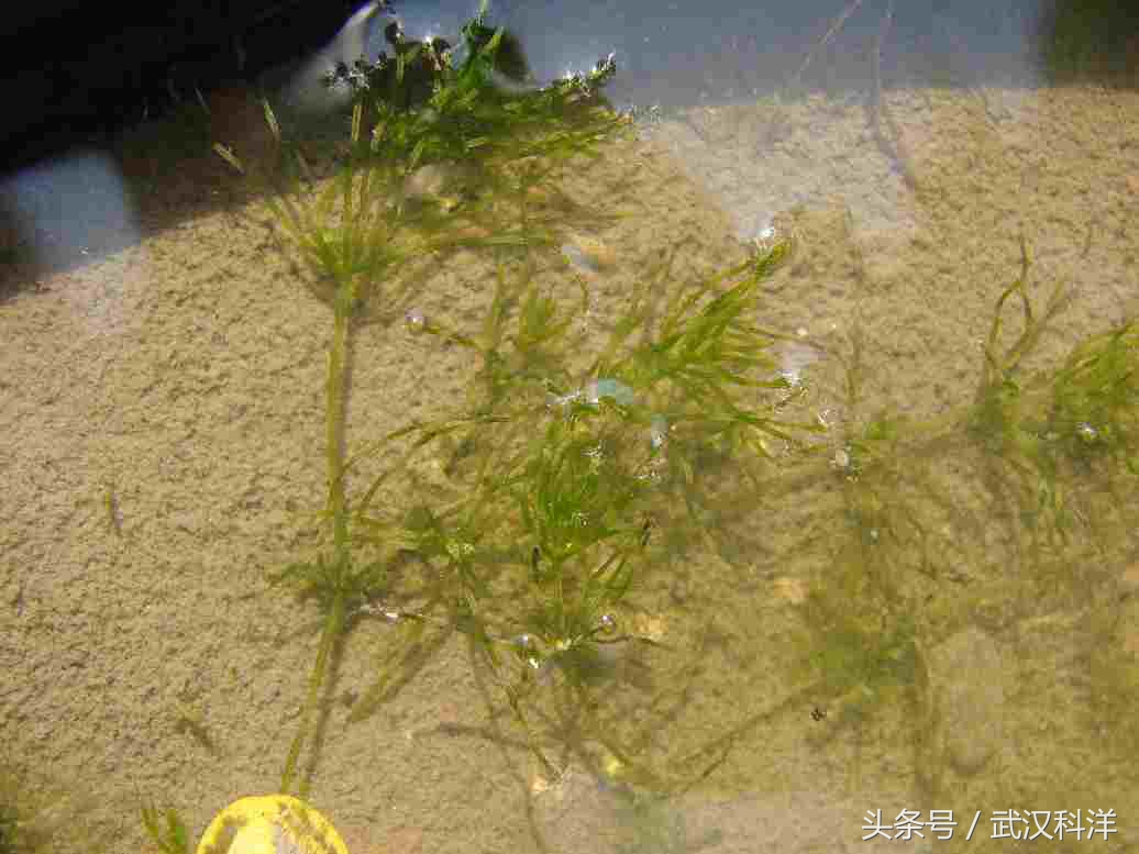 海边常见藻类植物图片,藻类植物常见的有什么