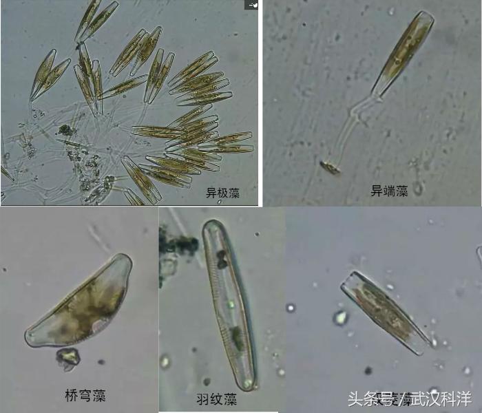海边常见藻类植物图片,藻类植物常见的有什么