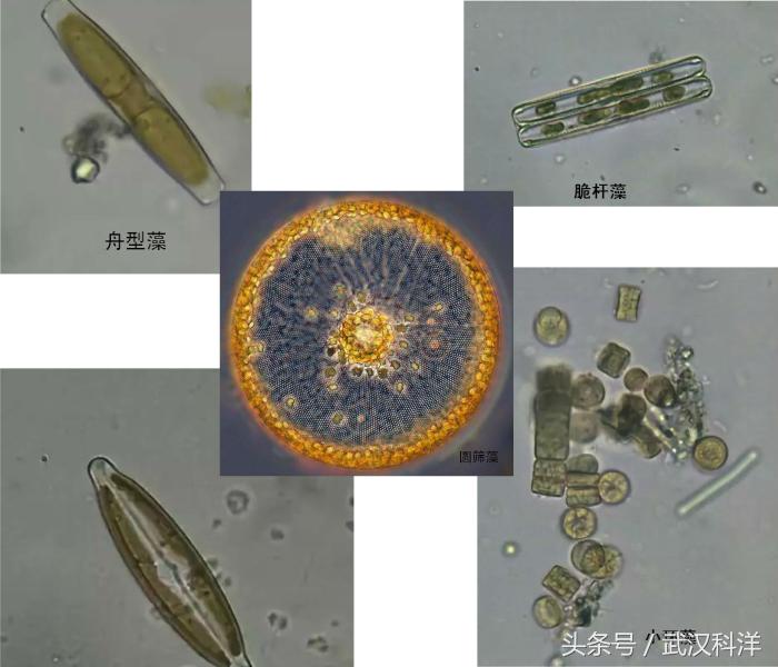 赤潮最常见的藻类有哪些,不属于环境中常见藻类