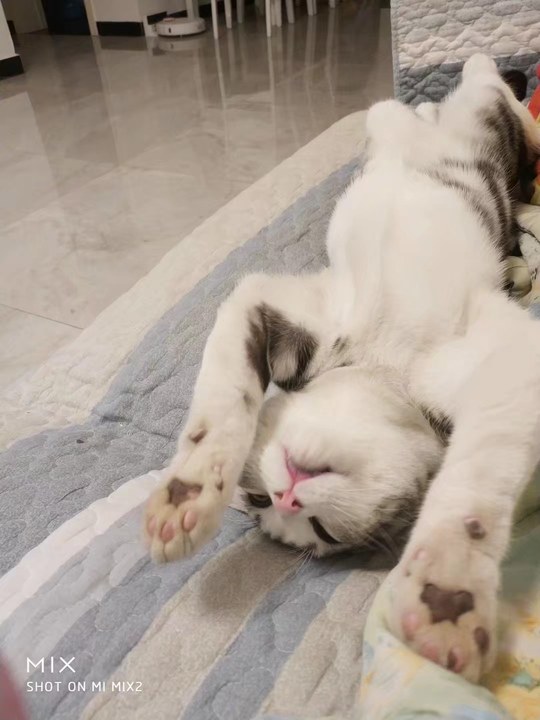 小猫顶球户外,小猫打抛球