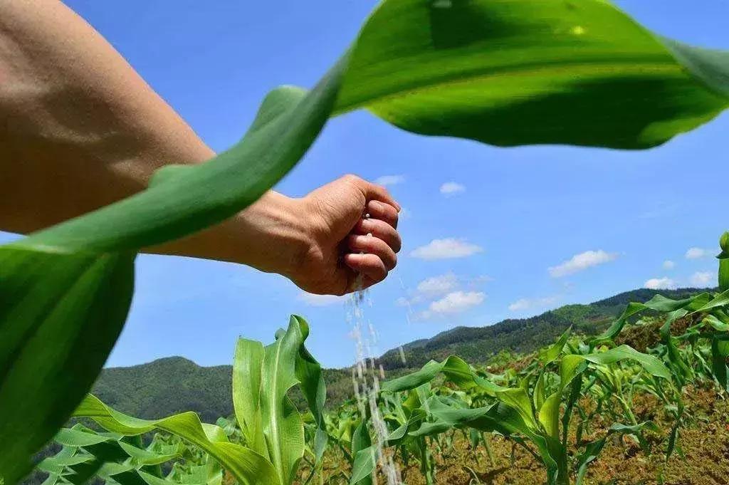 高温天气打不着火怎么办,玉米在高温下会出现什么情况