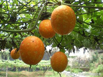 近三年种什么药材比较好,中药材种植种哪种药材最挣钱