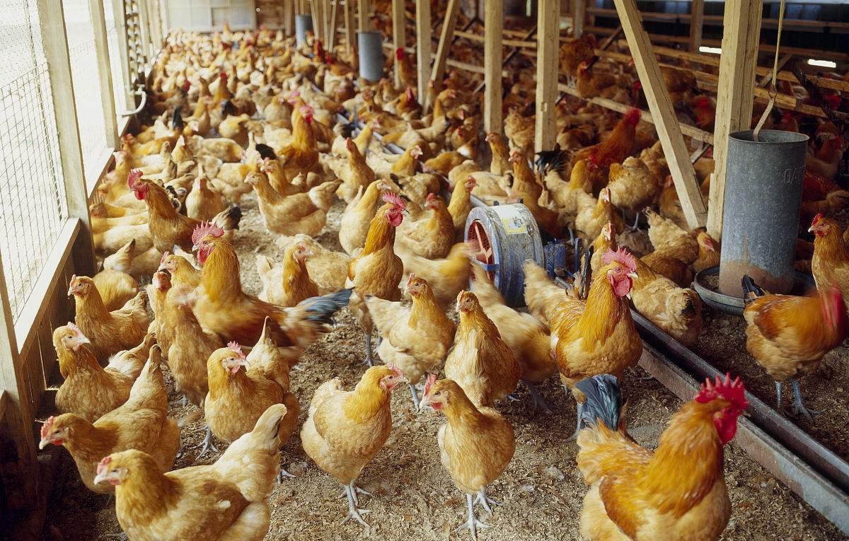 养鸡病症介绍视频,养鸡怎么防止各种鸡病