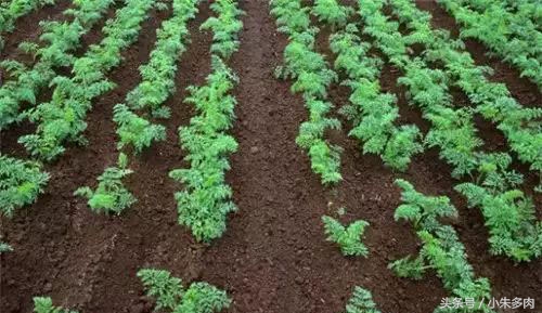 多肉颗粒土直播,多肉颗粒土批发