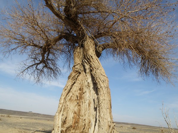 *疆新**（六）——梦牵大西北13