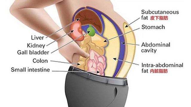 小肚腩和腰部赘肉,好物瘦身神器