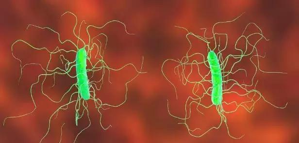 海鲜刺伤引起何菌感染,吃海鲜被刺感染怎么办