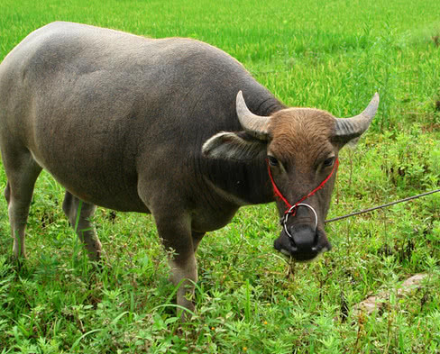 被马蜂蛰了用什么草药治疗图片,嘴唇被马蜂蛰怎么消肿土方
