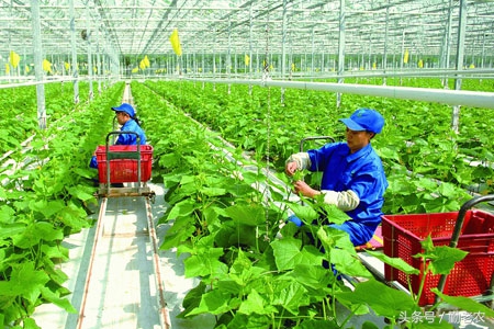 发展生态农业是生态效应吗,发展生态农业的总结