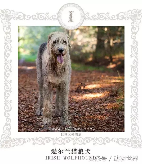 像海参又像虫子的东西是什么,像海参的虫子是什么