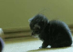 像海参又像虫子的东西是什么,像海参的虫子是什么