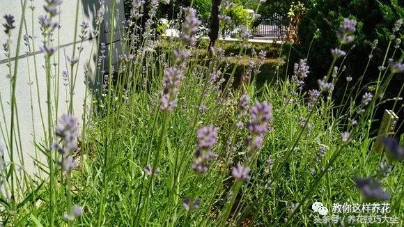 入睡困难也容易醒吃什么助眠药,入睡困难惊醒吃什么助睡眠的药好