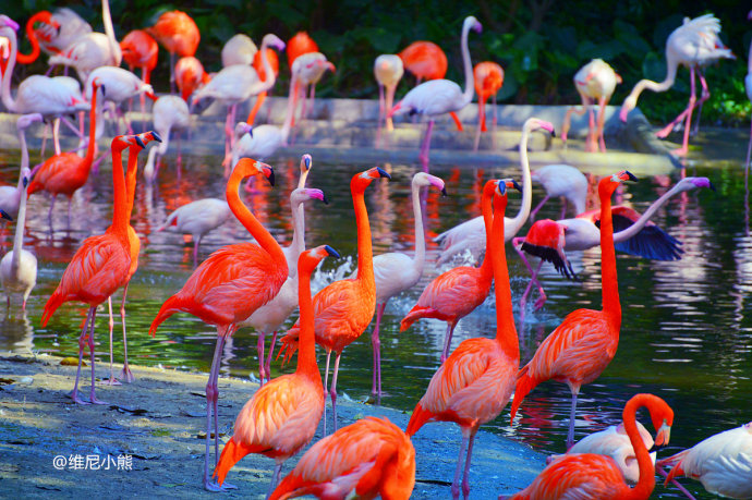 暑假珠海长隆最全游玩攻略,珠海长隆海洋王国暑假门票多少钱