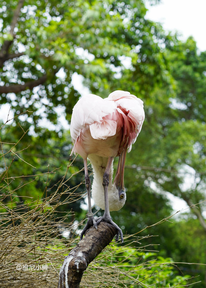 暑假珠海长隆最全游玩攻略,珠海长隆海洋王国暑假门票多少钱