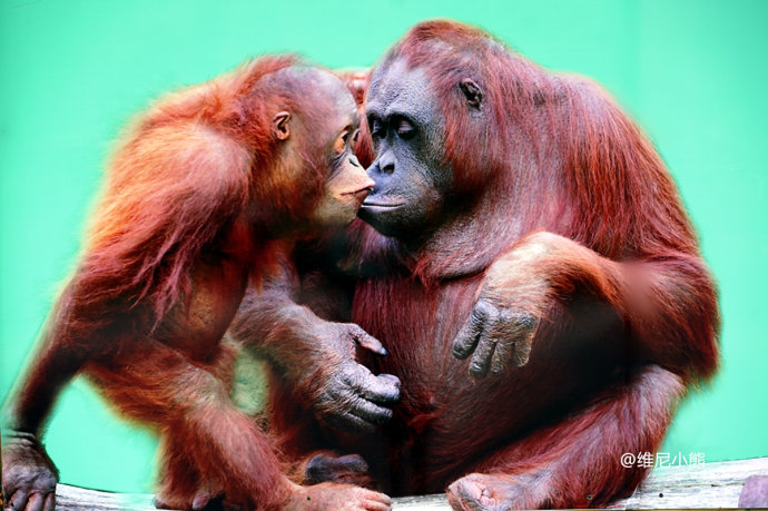 暑假珠海长隆最全游玩攻略,珠海长隆海洋王国暑假门票多少钱