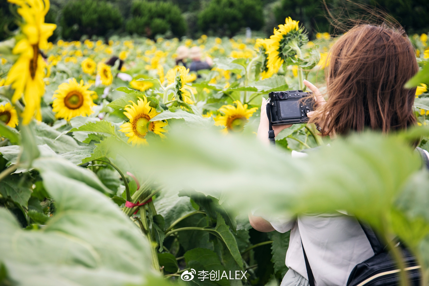 济州岛即将上演的童话世界,去济州岛旅行的感受