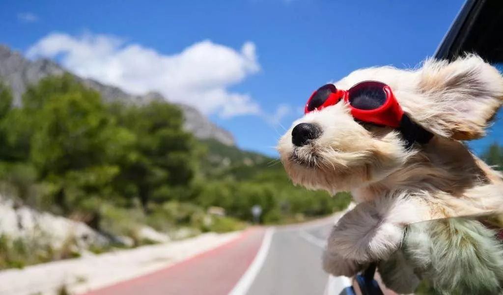 一招解决狗狗泪痕,如何解决狗狗泪痕