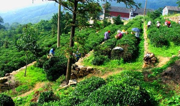 连云港特产云雾红茶,连云港特产无盐虾皮