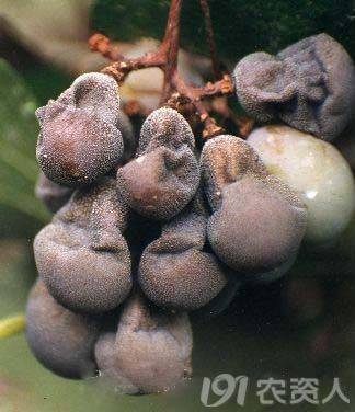 葡萄常见病害对照表,阳光玫瑰葡萄常见病害