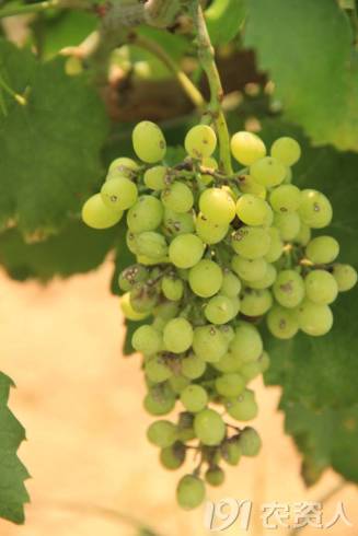 葡萄常见病害对照表,阳光玫瑰葡萄常见病害