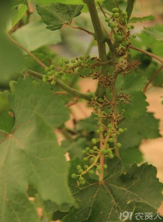 葡萄常见病害对照表,阳光玫瑰葡萄常见病害