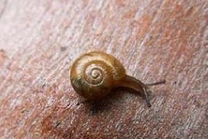 路边捡的蜗牛是什么蜗牛,下雨时候捡到了一只蜗牛