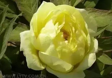 8.8发财日的祝福,8月18日发财日早安祝福图片